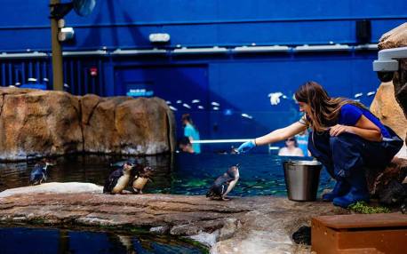 Little Blue Penguins getting fed some fish.