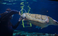 Birch Aquarium’s Loggerhead Sea Turtle swims in her exhibit with the new brace.