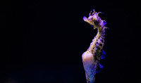 a potbelly seahorse floats against a dark background
