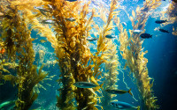 Fish swim in a Giant Kelp Forest.