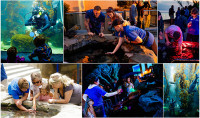 A collage showcasing Birch Aquarium volunteers in action.