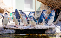 Little Blue Penguins explore the penguin habitat.